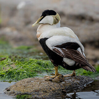 Seahouses - Eider